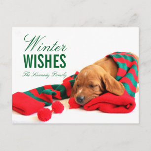 Ein gemischter Vizsla-Welpe Postkarte