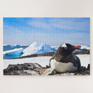 Ein Gentoo Pinguin, der auf den Felsen der Antarkt Puzzle