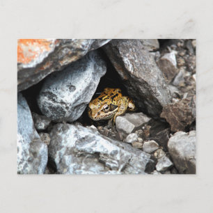 Ein gepunkteter Frosch versteckt sich zwischen den Postkarte