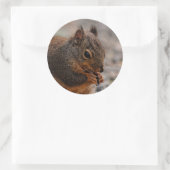 Ein geschäftiges Douglas-Eichhörnchen Runder Aufkleber (Tasche)