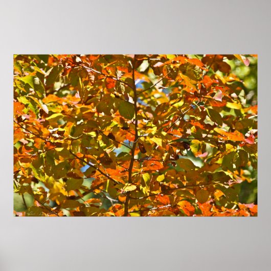 Ein Gewirr aus Gold und orangefarbenen Herbstblätt Poster (Vorne)