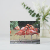 Ein Gezack Flamingos Postkarte (Stehend Vorderseite)