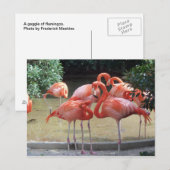 Ein Gezack Flamingos Postkarte (Vorne/Hinten)