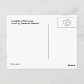 Ein Gezack Flamingos Postkarte (Rückseite)