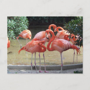 Ein Gezack Flamingos Postkarte