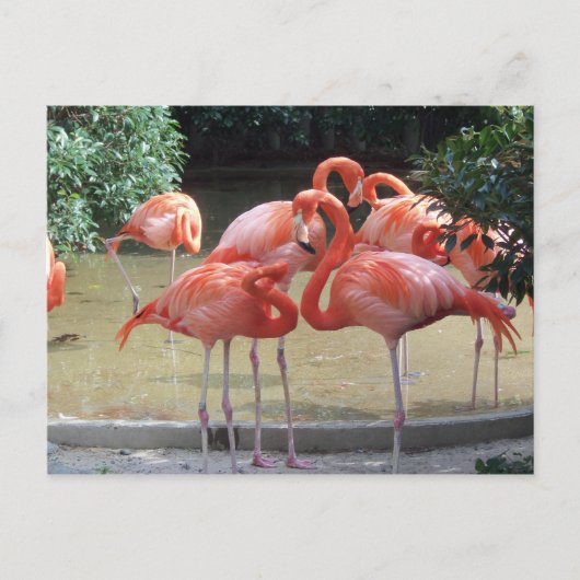 Ein Gezack Flamingos Postkarte (Vorderseite)
