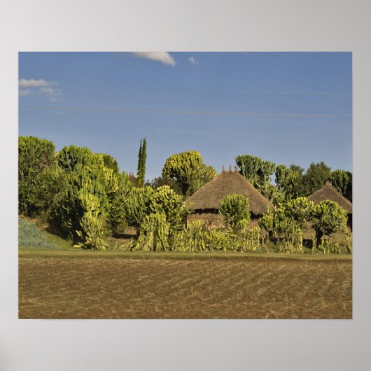 Ein gezüchtetes Feld vor Strohdächern Poster (Vorne)