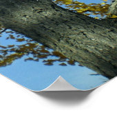 Ein Ginkgo-Baum in Tendo Poster (Ecke)