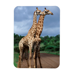Ein Giraffenpaar auf der Straße, Kruger National Magnet