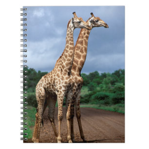 Ein Giraffenpaar auf der Straße, Kruger National Notizblock