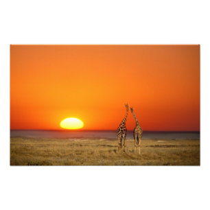 Ein Giraffenpaar geht in den Sonnenuntergang, in Fotodruck