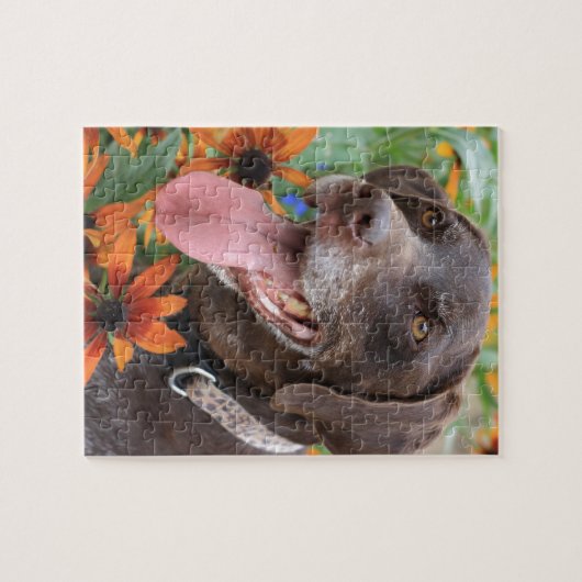 Ein glücklicher deutscher kurzhaariger Zeiger mit Puzzle (Horizontal)