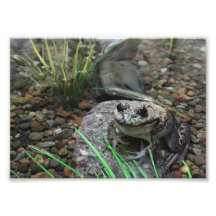 Ein glücklicher Frosch