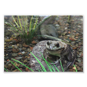 Ein glücklicher Frosch Fotodruck