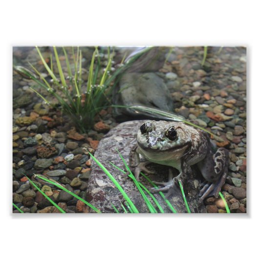 Ein glücklicher Frosch Fotodruck (Vorne)