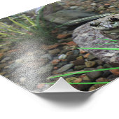 Ein glücklicher Frosch Fotodruck (Ecke)