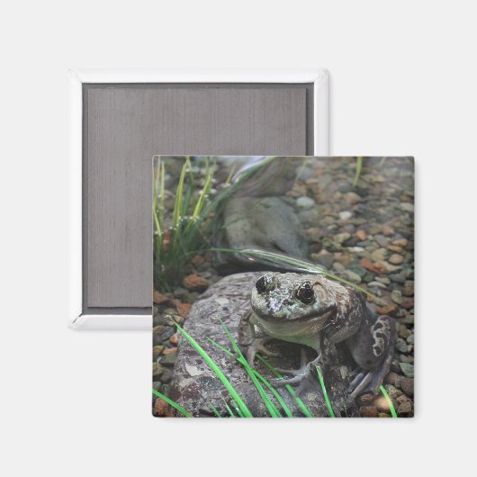 Ein glücklicher Frosch Magnet (Vorderseite/Rückseite)