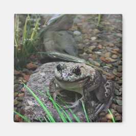 Ein glücklicher Frosch Magnet