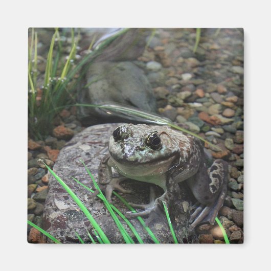 Ein glücklicher Frosch Magnet (Vorne)