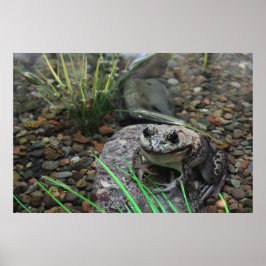 Ein glücklicher Frosch Poster