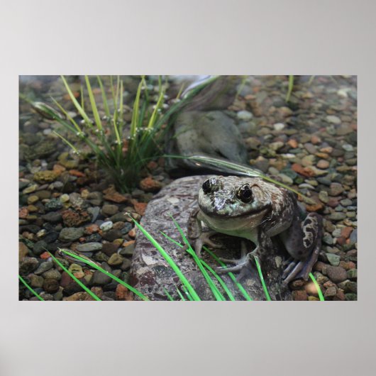 Ein glücklicher Frosch Poster (Vorne)