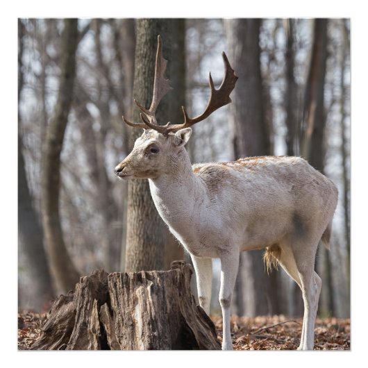 Ein glücklicher kleiner Damm - Hirsche Foto drucke (Vorne)
