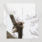 Ein glückliches (?) Adlerpaar Postkarte (Vorne/Hinten)