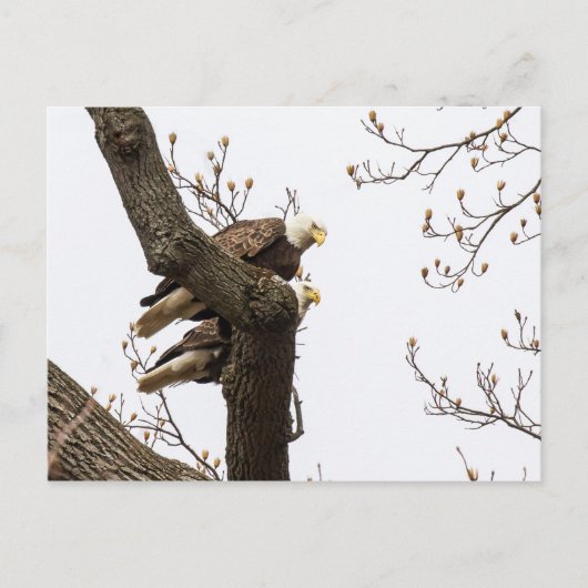 Ein glückliches (?) Adlerpaar Postkarte (Vorderseite)
