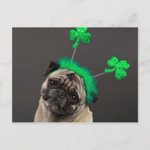 Ein Glückspug Postkarte