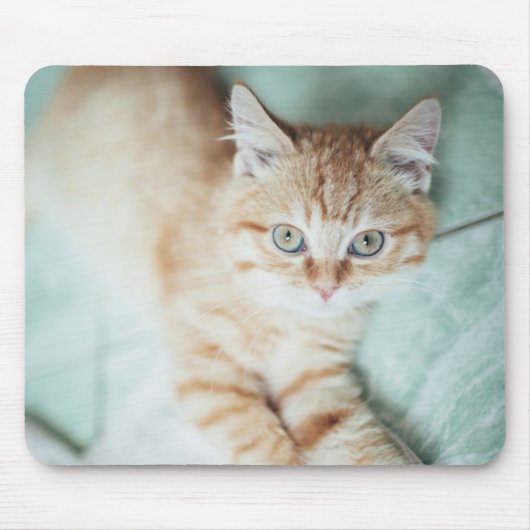 Ein goldenes Farbkätzchen, das sich hinlegt Mousepad (Vorne)