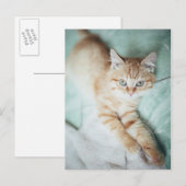 Ein goldenes Farbkätzchen Postkarte (Vorne/Hinten)
