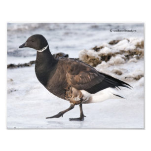 Ein Goosesteppin-Brant Fotodruck