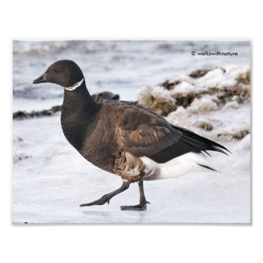 Ein Goosesteppin-Brant Fotodruck (Vorne)