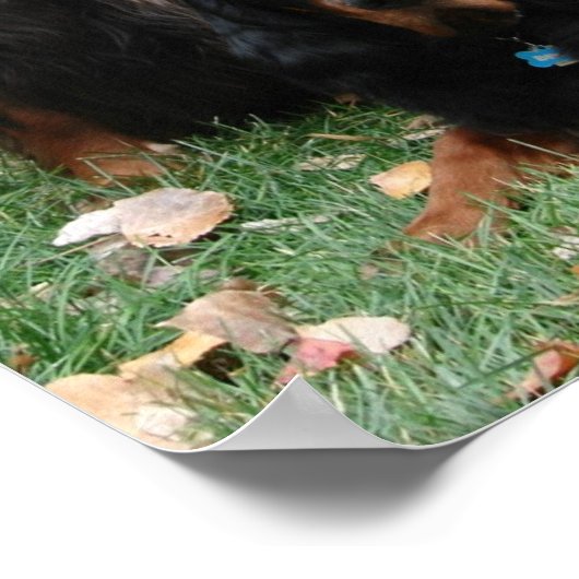 EIN GORDON! EIN GORDON! Gordon Setter Poster (Ecke)