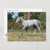 Ein grauer Percheron-Fohlen in Frankreich Postkarte (Vorne/Hinten)