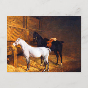 Ein graues Pony und ein schwarzes Pferd im Stable  Postkarte