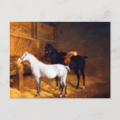 Ein graues Pony und ein schwarzes Pferd im Stable Postkarte (Vorderseite)