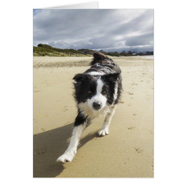 Ein Grenzhund, der auf dem Strand läuft (Vorne)