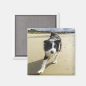 Ein Grenzhund, der auf dem Strand läuft Magnet (Vorderseite/Rückseite)