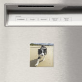 Ein Grenzhund, der auf dem Strand läuft Magnet (In Situ (Geschirrspüler))