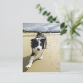 Ein Grenzhund, der auf dem Strand läuft Postkarte (Stehend Vorderseite)