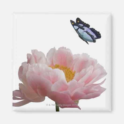 ein großer rosa Paillon wird von einem ätherischen Magnet (Vorne)