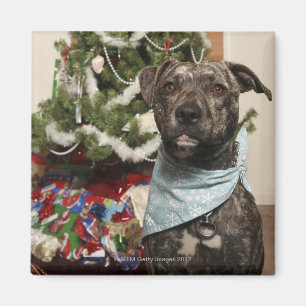 Ein Grubenbull, der ein Weihnachtsportrait darstel Magnet