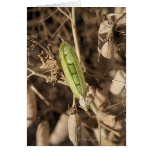 Ein grüner Pea Pod auf einer getrockneten Pea Pod-