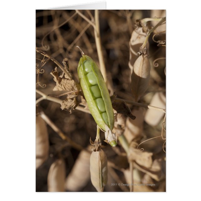 Ein grüner Pea Pod auf einer getrockneten Pea Pod- (Vorne)