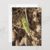 Ein grüner Pea Pod auf einer getrockneten Pea Pod- Postkarte (Vorne/Hinten)