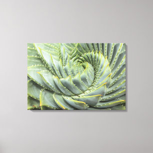 Ein grüner u. weißer Succulent Leinwanddruck