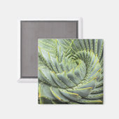Ein grünes und weißes Sukkulat Magnet (Vorderseite/Rückseite)
