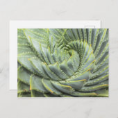 Ein grünes und weißes Sukkulat Postkarte (Vorne/Hinten)