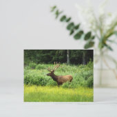 Ein gut aussehender Elch Postkarte (Stehend Vorderseite)